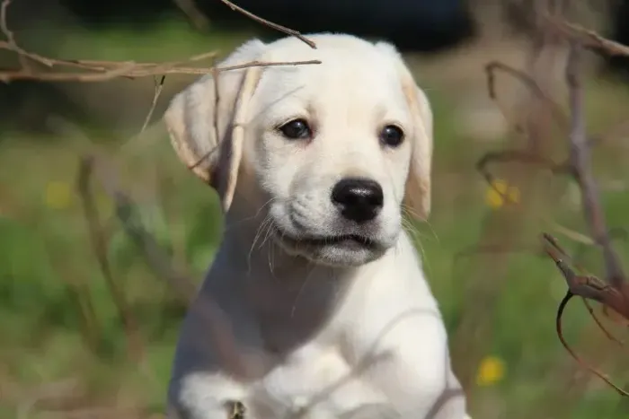 Labrador O Cão Perfeito para Quem Busca um Amigo Fiel!