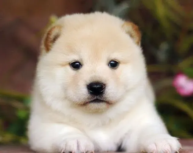 Shiba Femea com 60 dias