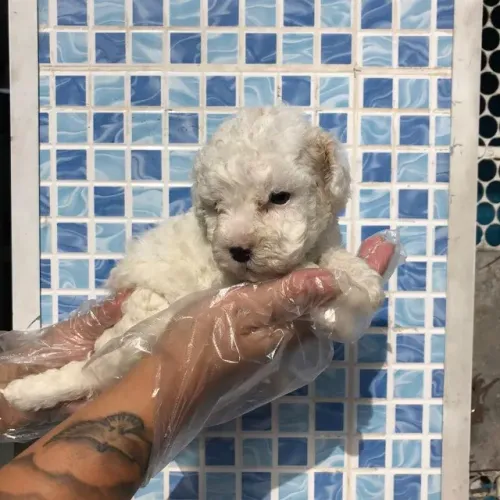 Poodle toy Deu a Louca na Reborn pets, SUPER PROMOÇÂO Para aquisição imediata 