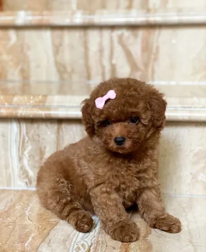 Poodle red veja essa fofura