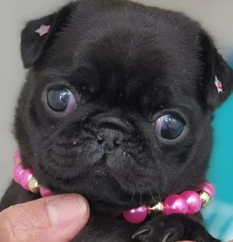 Pug fêmea Black *