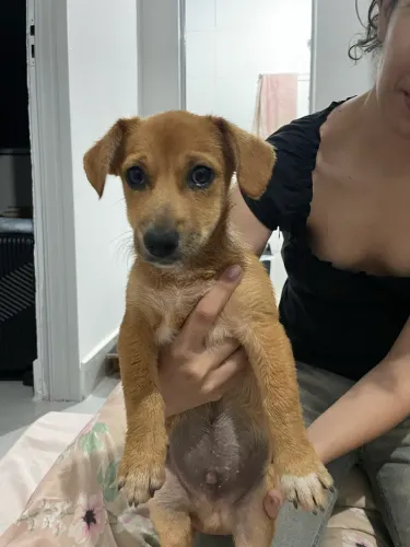 Cachorro adoção