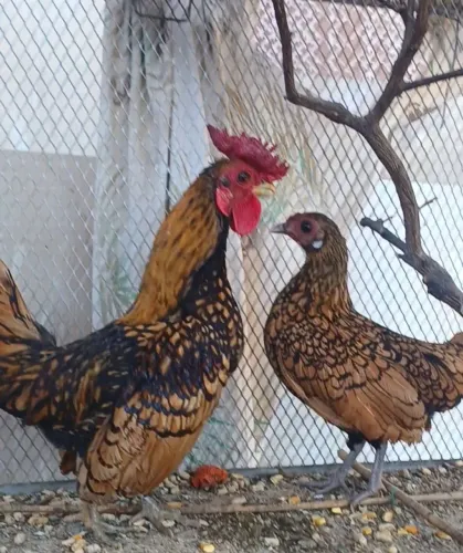 Garnizé sebright 