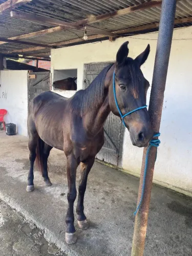 Cavalo
