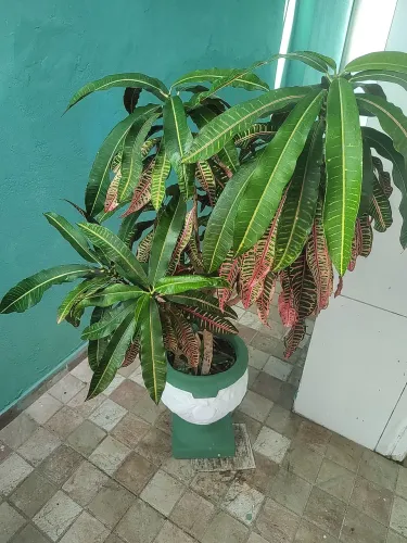 CROTON PETRA