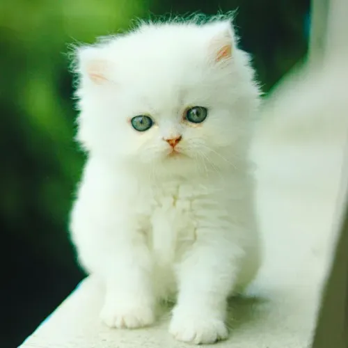 3 Filhotes Persa Branco Fêmeas 2 Meses com Pedigree