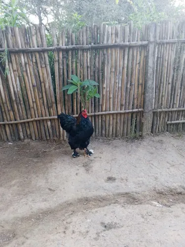 Galo Brahma 