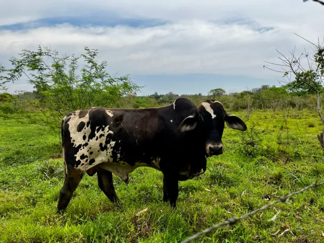 Garrote Pintado - 2 Anos - Extremamente Manso de Cabresto