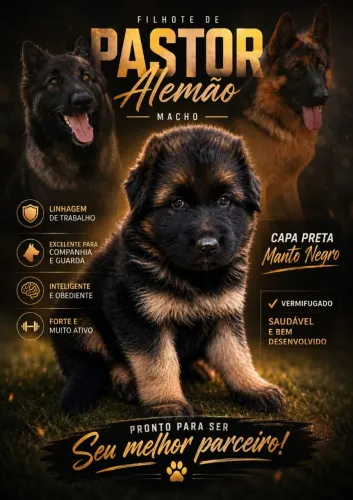 Pastor Alemão Capa Preta
