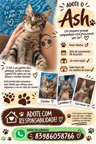 Adoção Gatinho Macho