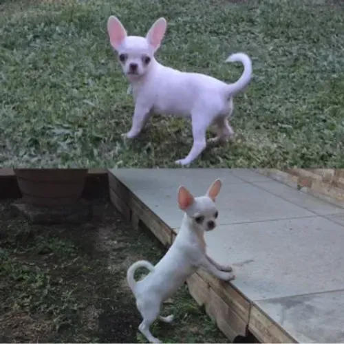 Chihuahua Branca Fêmea Pelo Curto