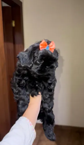 Shih tzu fêmea mini preta Cor RARA excelente linhagem 