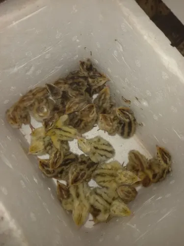 Filhotes de codornas gigantes e japonicas com 1 dia de vida