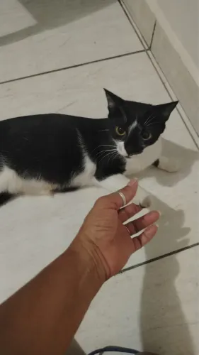 Adoção responsável 