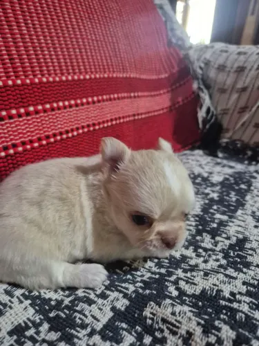 Chihuahuas lindos pedigree 