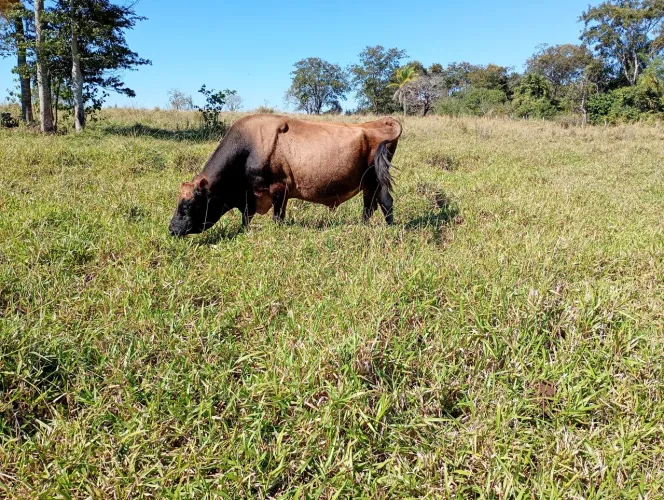Vende- se touro Jersey 4700 , ou troca em vaca gorda , está perto de sidrolandia ,