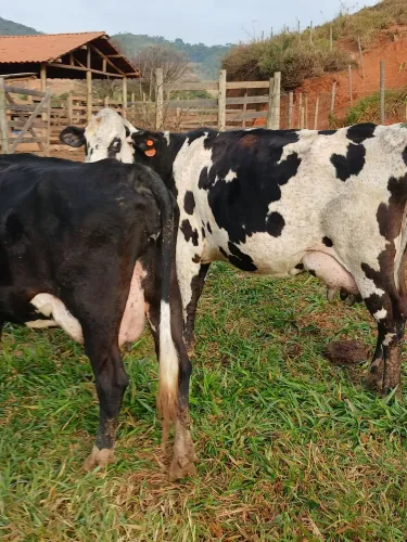 Vacas de leite 