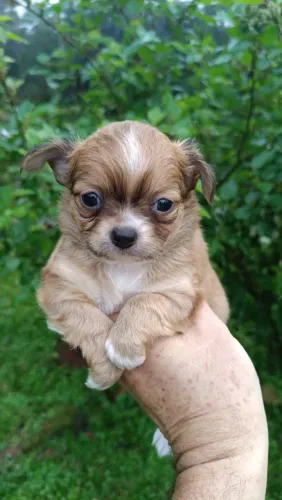 Chihuaua machinho linhagem pelo longo