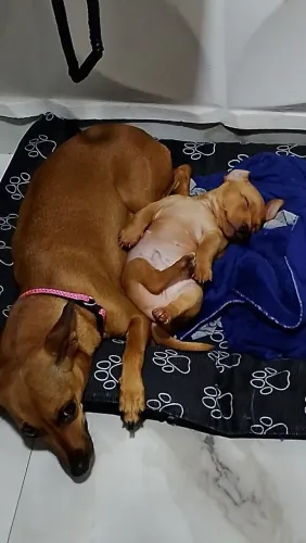 Doação de cachorra pinscher