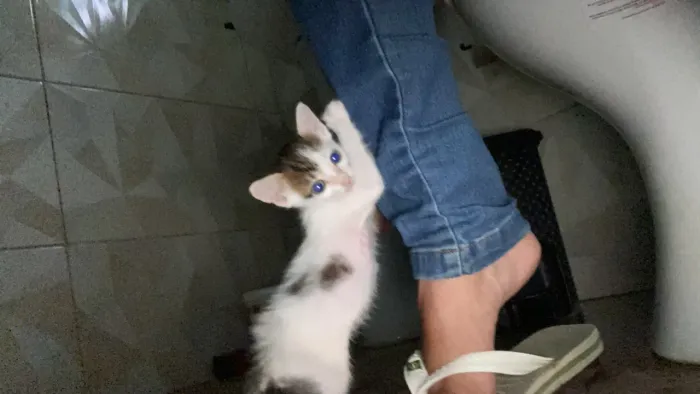 Gatinho Para doação