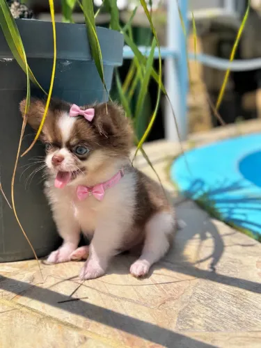 Chihuahua Fêmea 