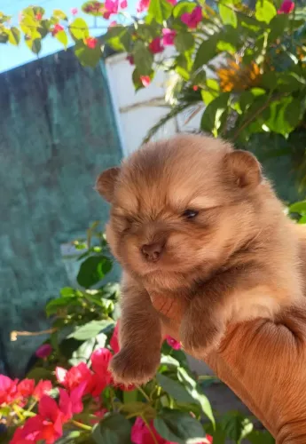 Lulu da Pomerânia disponível