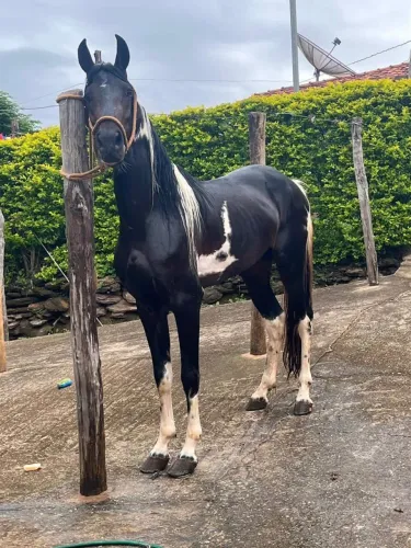 Vendo cavalo mangalarga