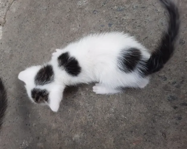 doação gato filhote - leia a descrição
