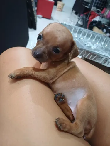 filhotes de Pinscher 01 para venda
