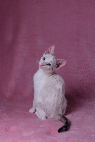 Doação de gatinha 