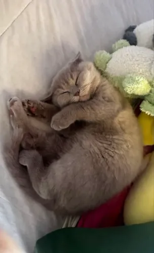 Filhotinha de British Shorthair Lilac