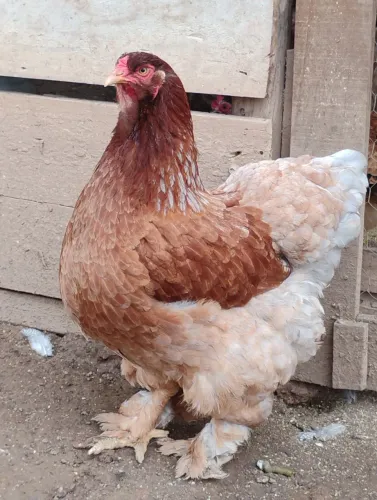 Brahma 1 galinha +1 galo + 1 franga