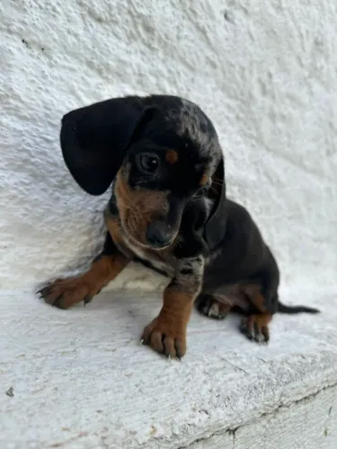 Dachshund