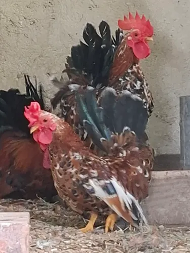 Galo Nagasaki