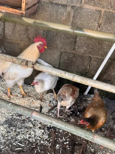 Galo e Galinhas Caipira