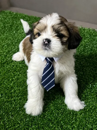 Shih Tzu vacinado e vermifugado machinhos