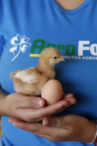 Pintinhos de Poedeira Vermelha