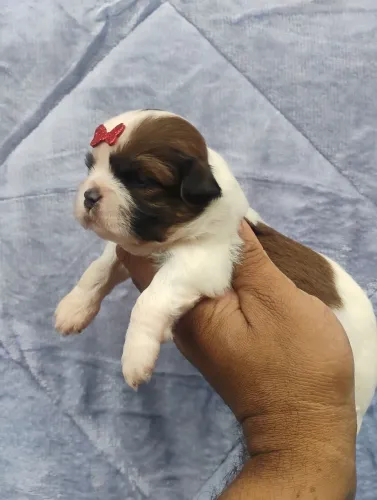 Shih Tzu fêmeas 