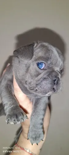 Filhotes de bulldog