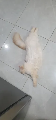 Gata persa