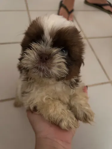 Filhote de shih tzu macho