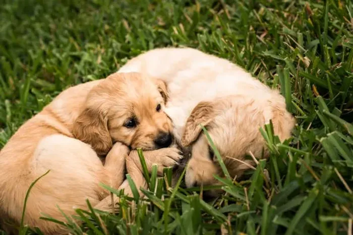 Lindos Filhotes de Golden Retriever ? Prontos para Reserva