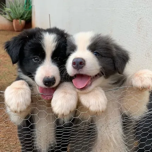 Border Collie "Pensar rápido faz parte do jogo."