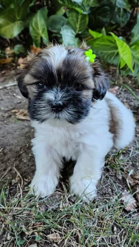 Lhasa apso femeas filhotes HOJE imperdivel 