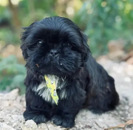 Shih-tzu