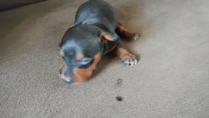 Cachorro Pincher número zero