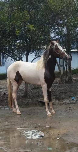 Cavalo potro novo lindo pampa .