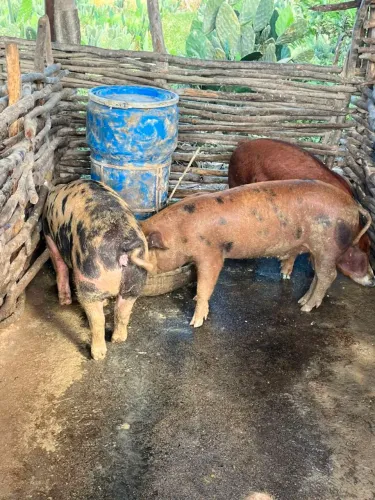 Porco para abate
