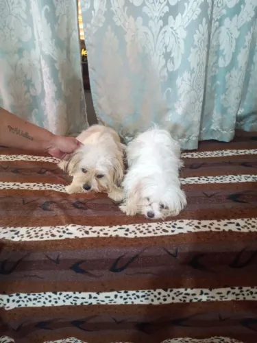 Vendo filhote de shorkie machinho 