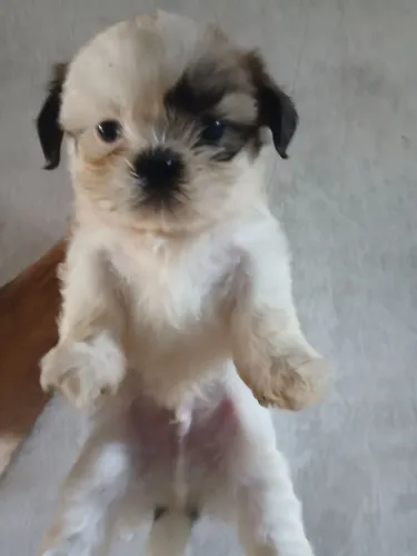 Shih-Tzu Macho só tem ELE 850,00 reais 